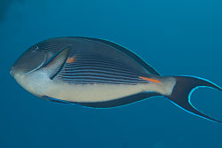 BD-131209-St-Johns-0996-Acanthurus-sohal-(Forsskål.-1775)-[Sohal-surgeonfish].jpg